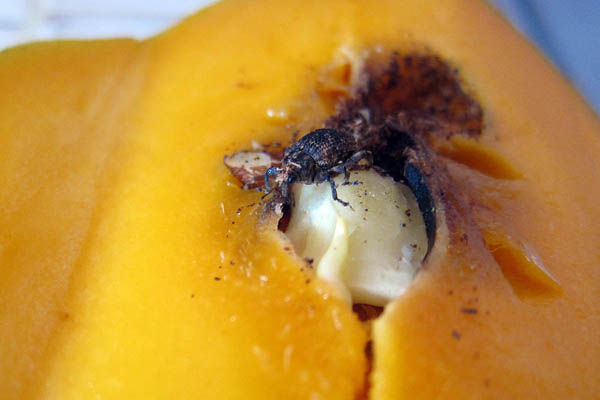 The mango beetle climbs out of my mango
